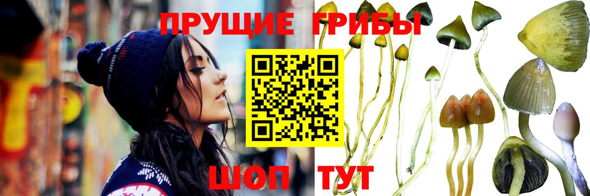 Норильск  Галлюциногенные грибы Psilocybe  Вход с VPN 